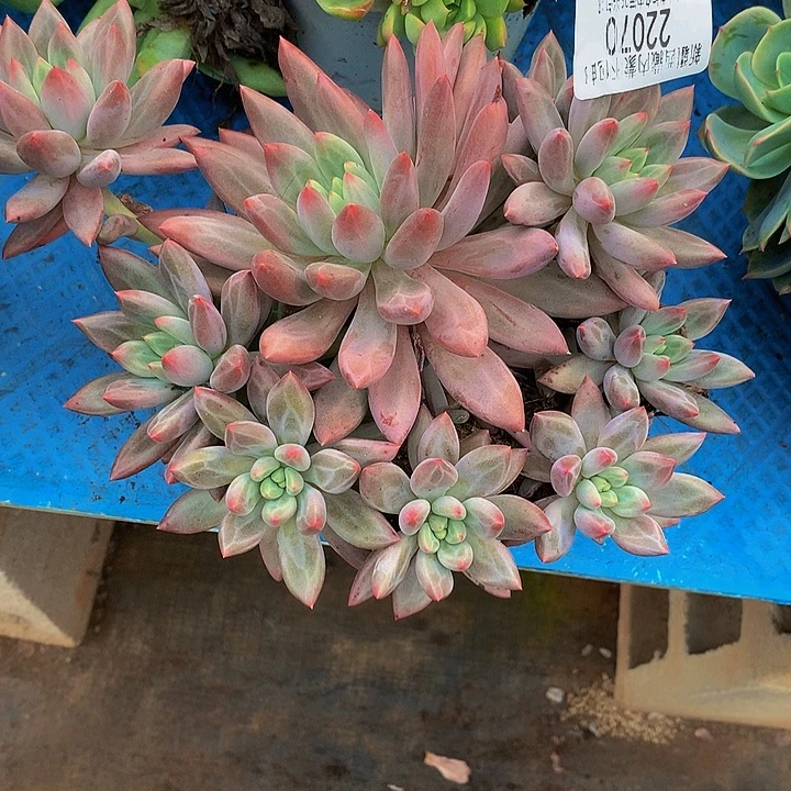 秋***和    水晶球多肉22070