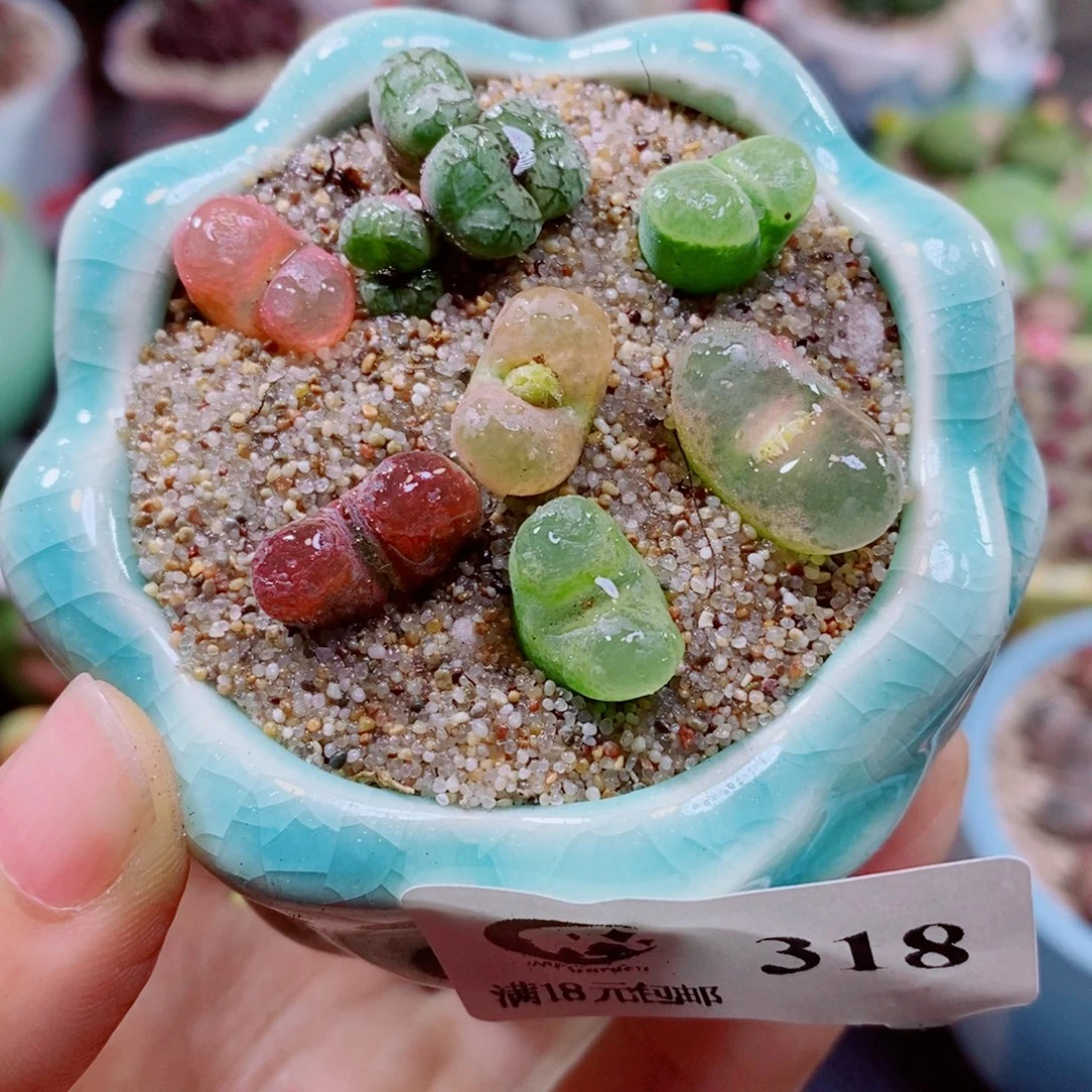 生石花花花花花花花318