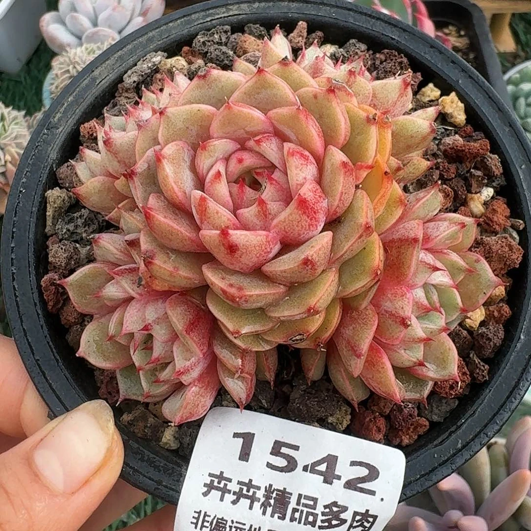 1542一物一拍（满28包邮）