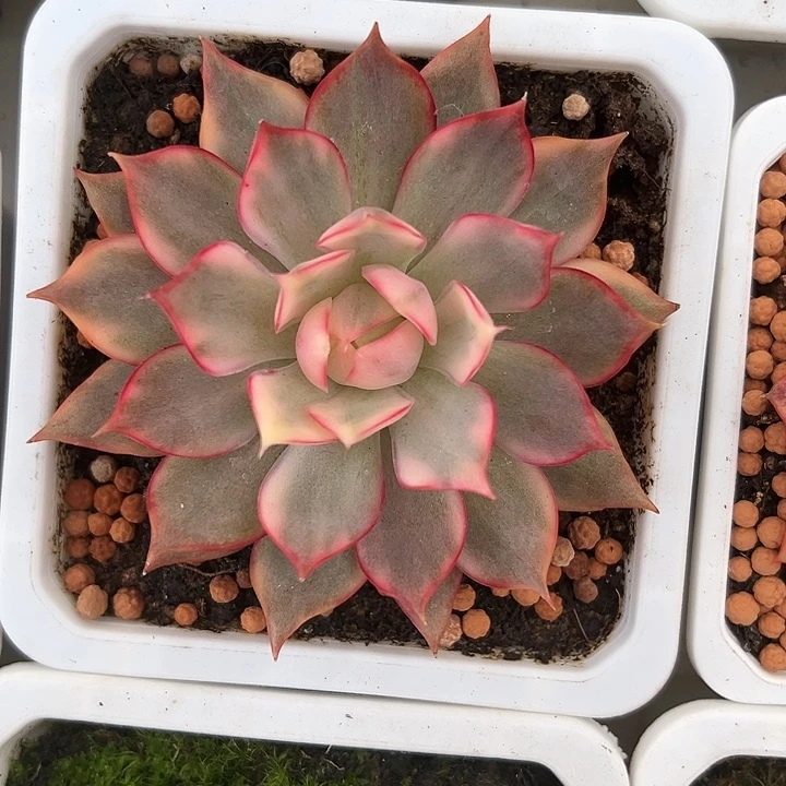 琉璃盏锦多肉植物