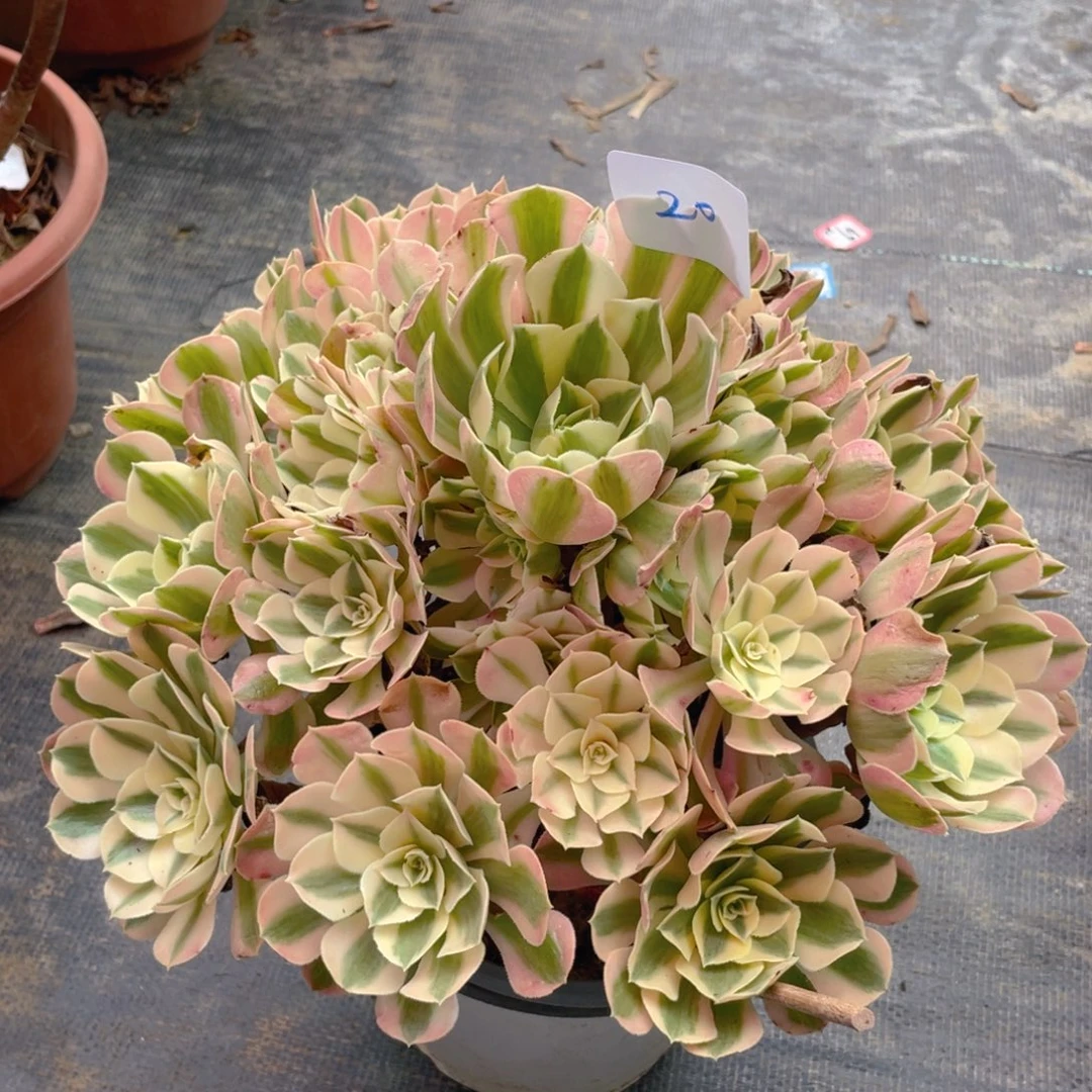 20初恋玫瑰朵朵精品法师