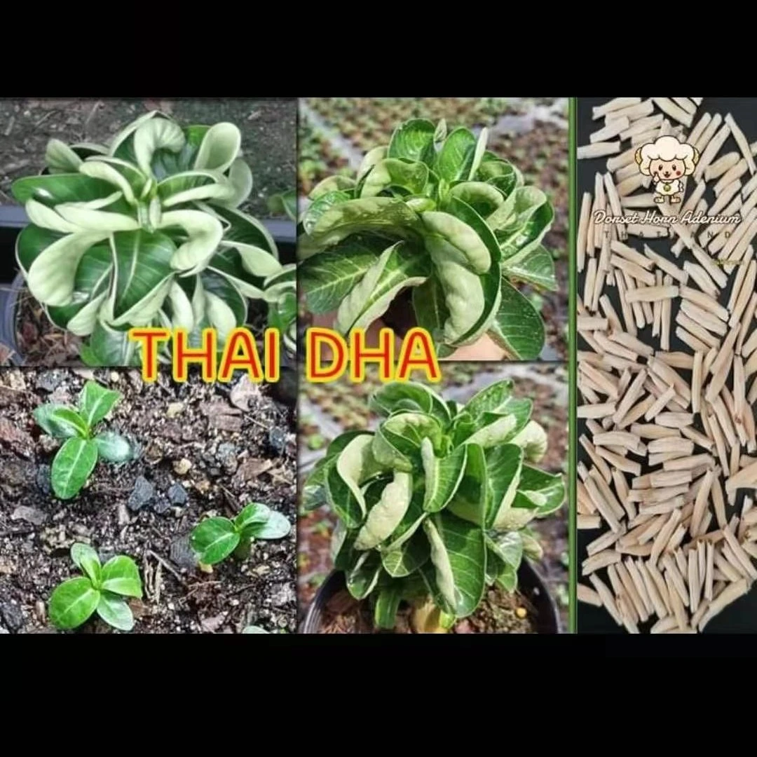 泰国进口沙漠玫瑰 各种羊角 已驯化 记得每一颗备注编号 无售后