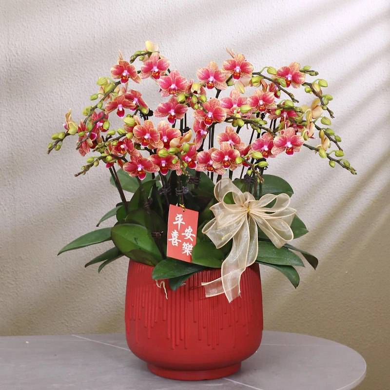 蝴蝶兰【金蝶】带花带盆组好伴手礼送礼茶桌婚礼客厅美化装饰