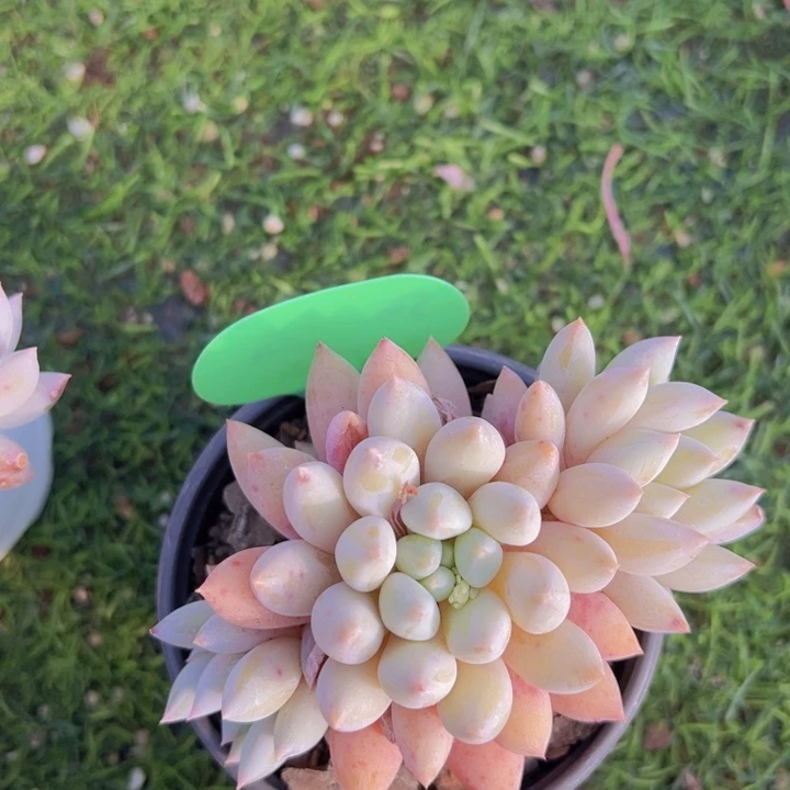 龜****?健健康康平平安安