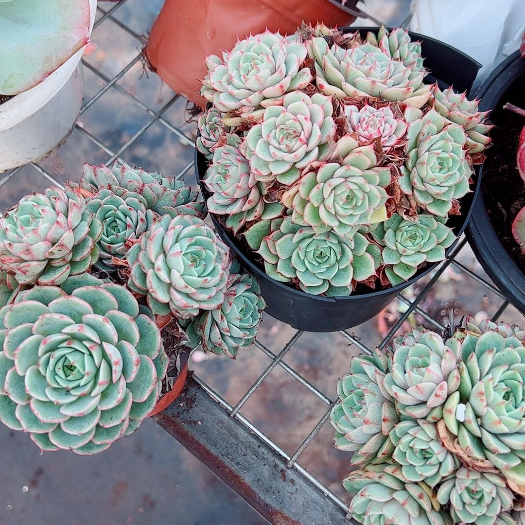 苯巴蒂斯多头造型精品二盆