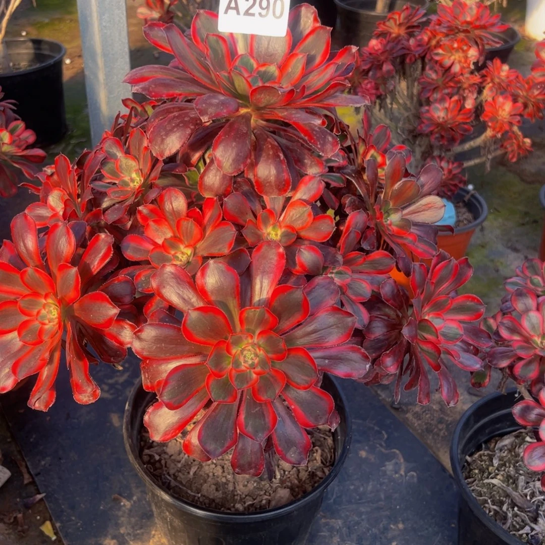 h***涵法师多肉植物植物丽娜290