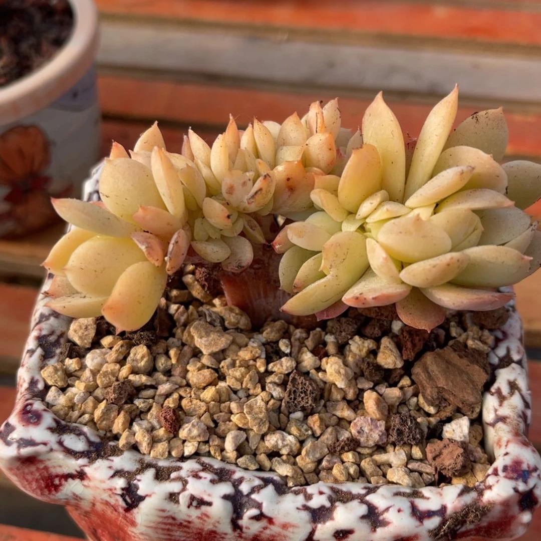 ?***?73737383535353535