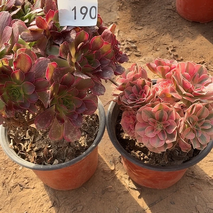 190号一物一拍两颗法师