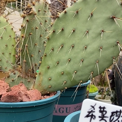 糖***子仙人掌团扇豪猪一片