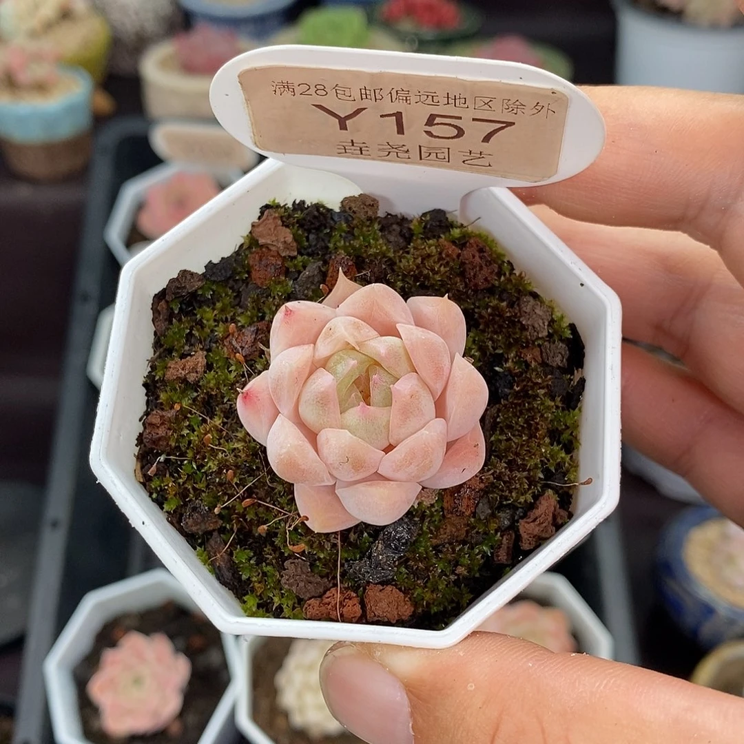 0157 颜如玉 3cm