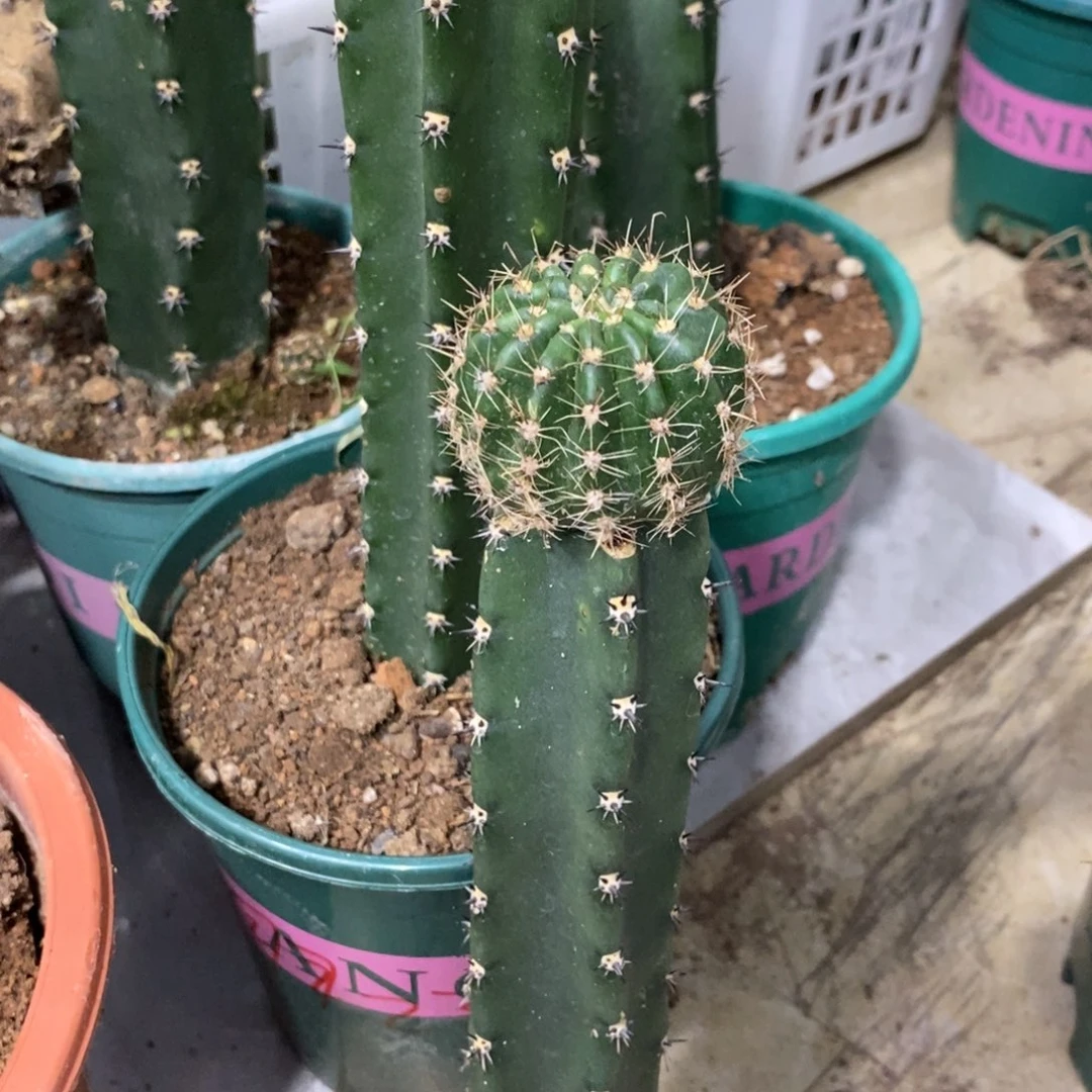 新品彩草凤羽10绣谱母本