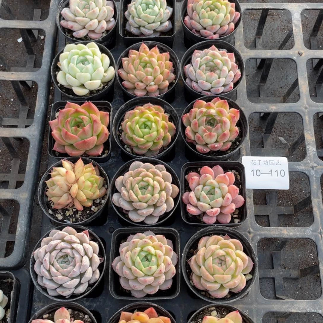 一物一拍18颗10-110