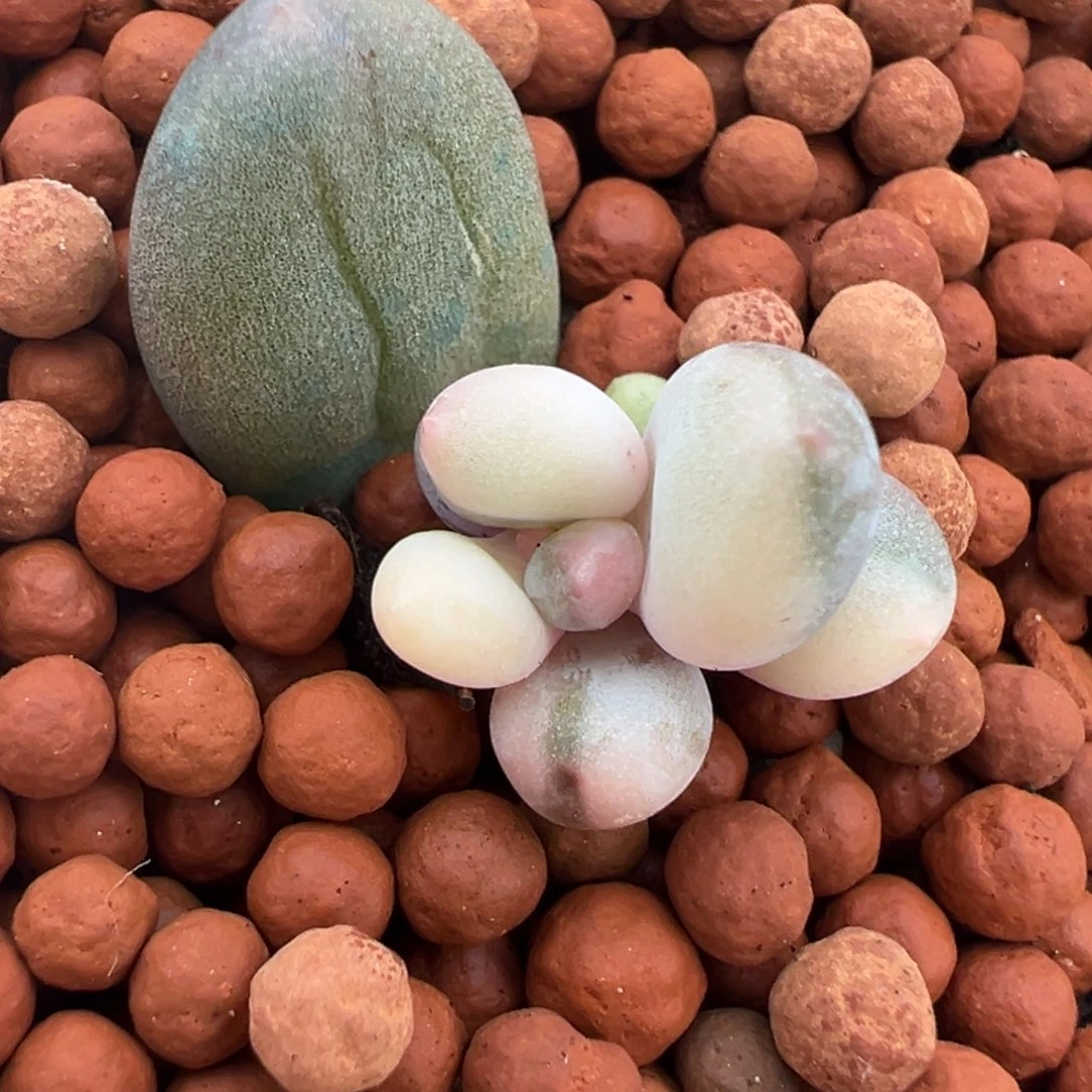 高瓷白基因奶酪锦，叶插苗