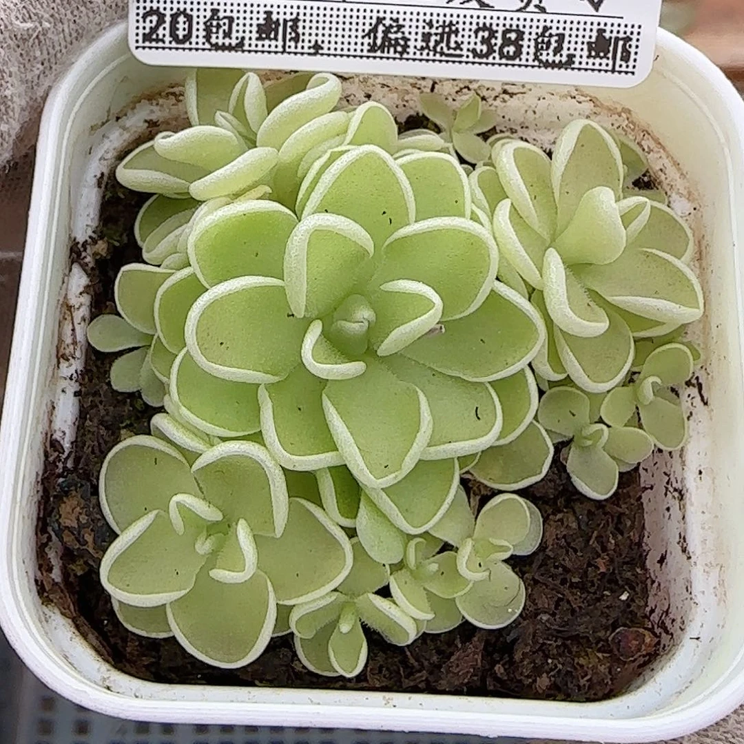 多肉0925--281爱丽丝捕虫堇