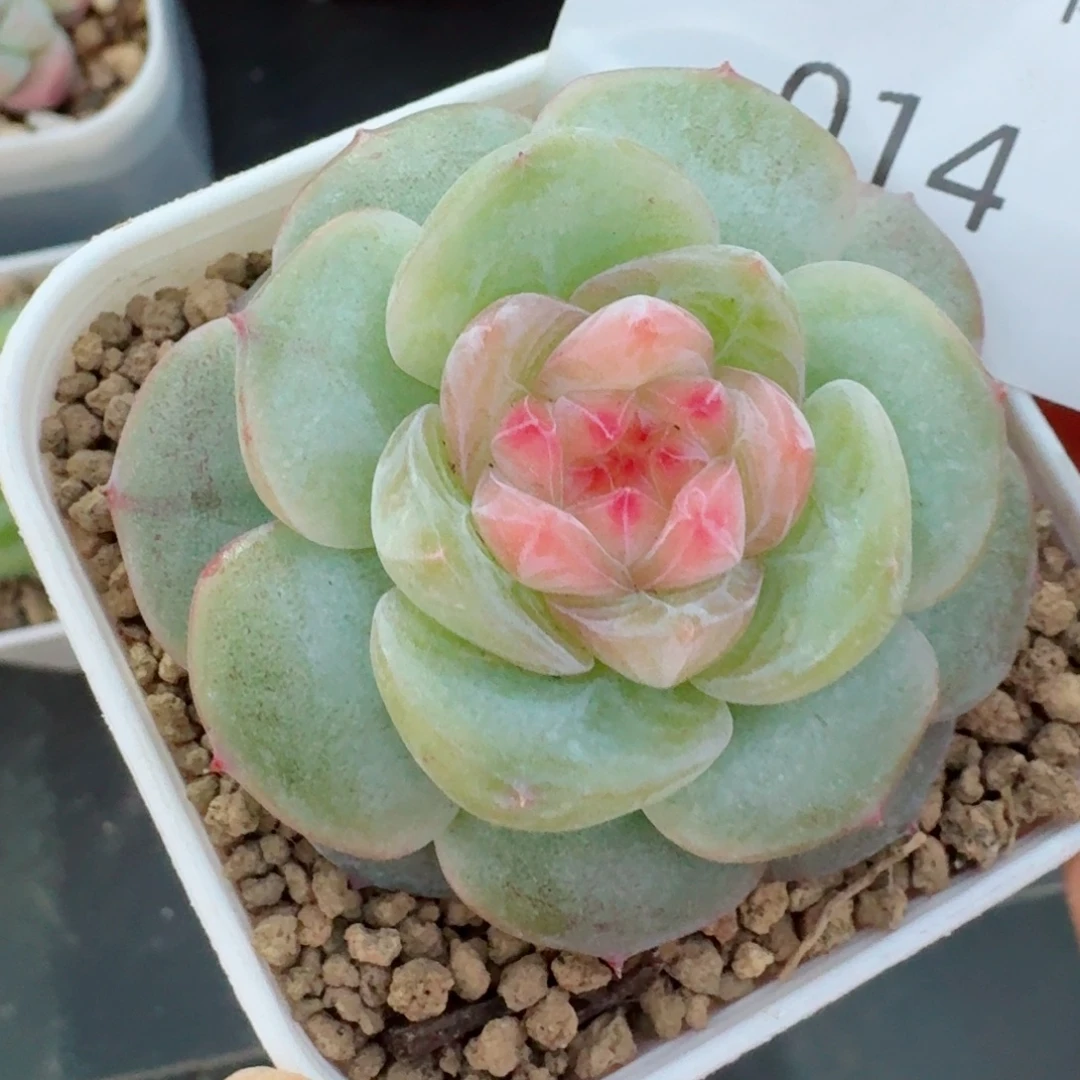 珍妮粉心              多肉植物