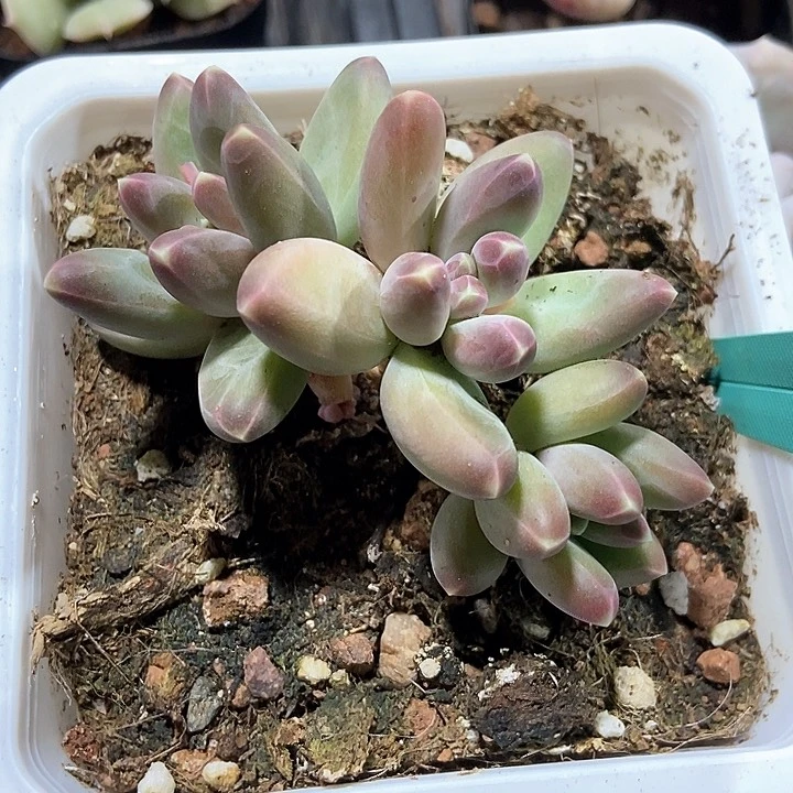 多肉植物海豚体1562