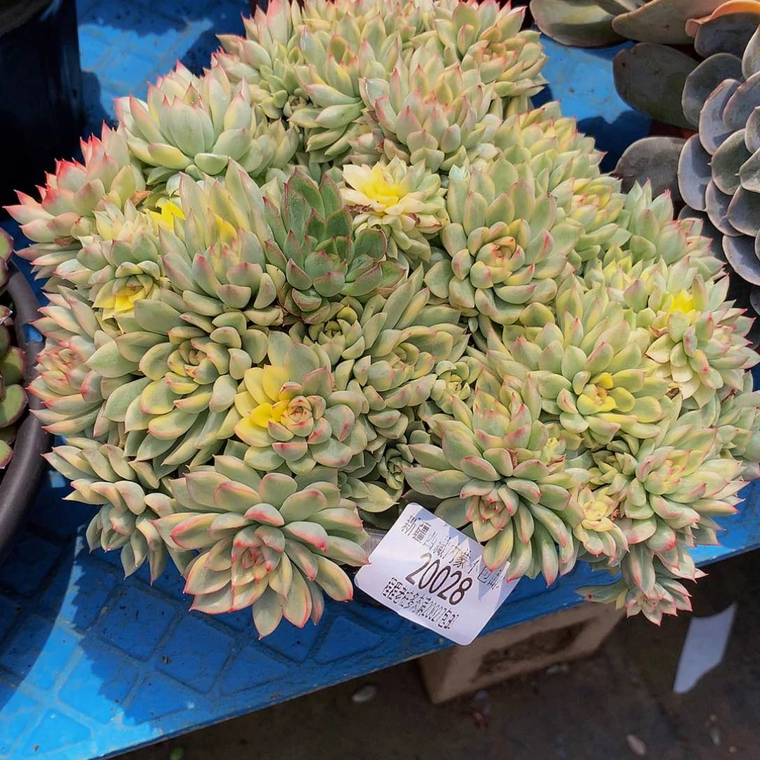 公***财女厨锦20028多肉多肉