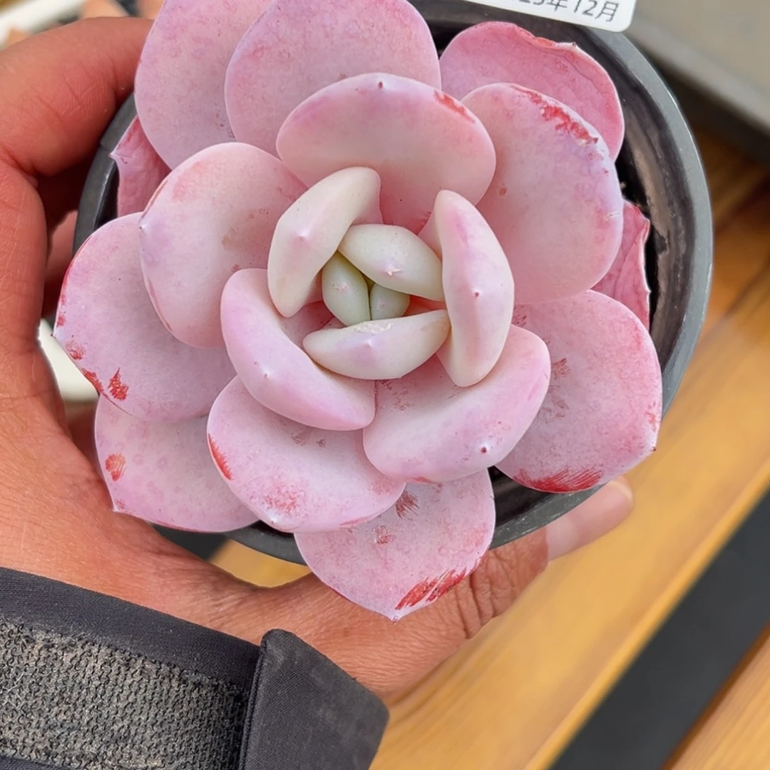 张张精品多肉甄选236