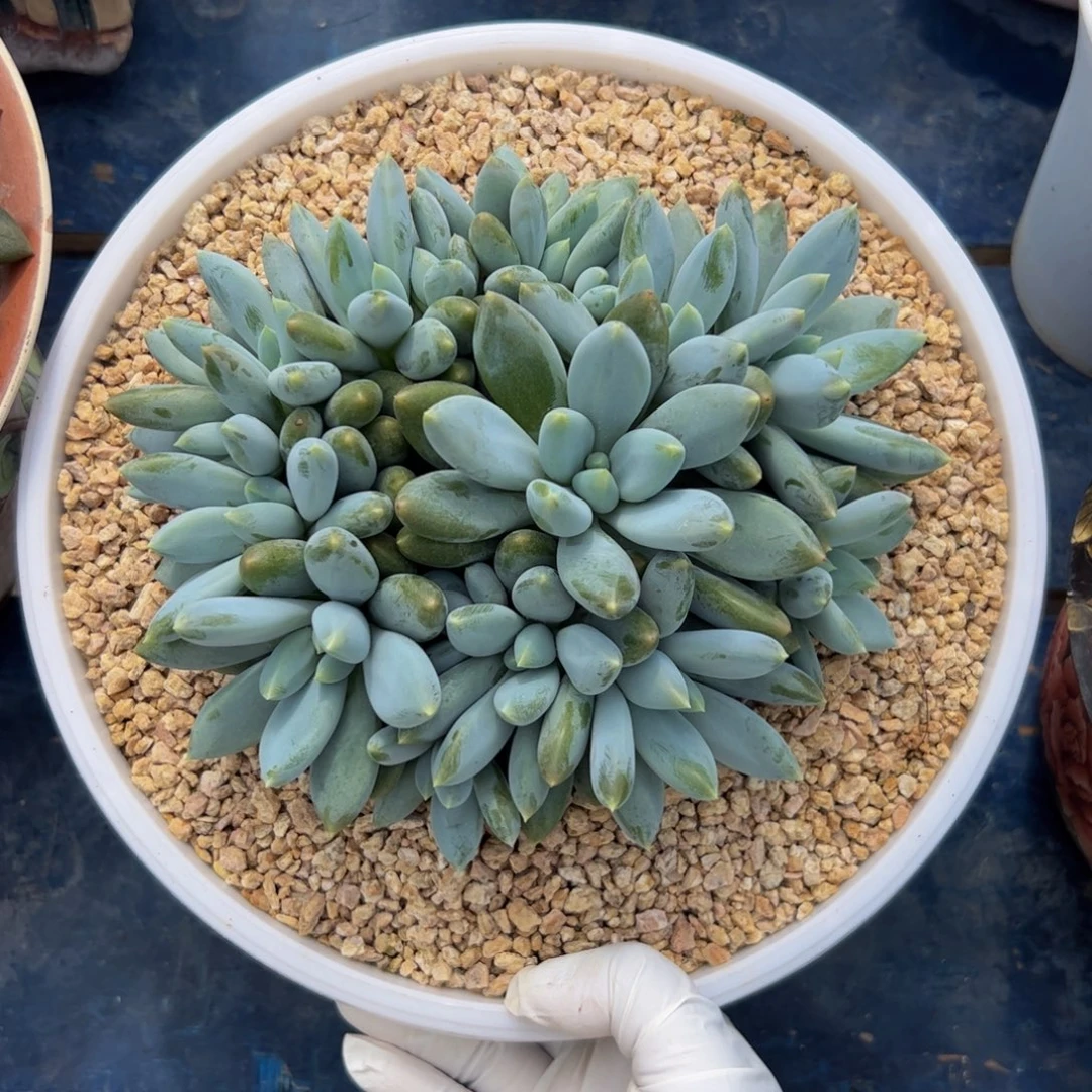 琳***肉多肉植物多肉植物