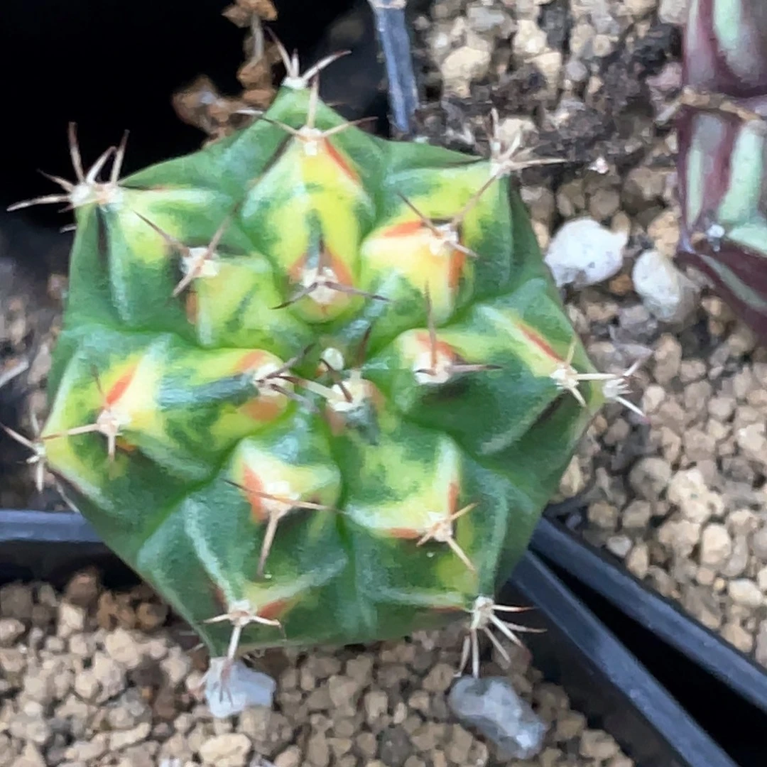 无花朵泰系神品，橘黄红唇米哈锦