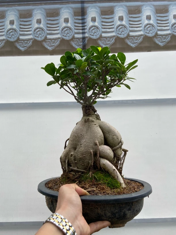 金钱榕树盆景老桩人参小叶榕树四季好养活室内办公室盆栽