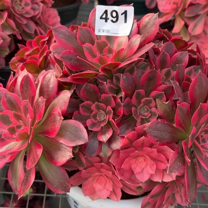 491粉女郎28厘米左右