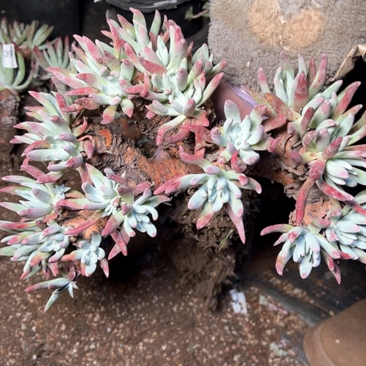 1398哈哈哈哈哈哈哈哈