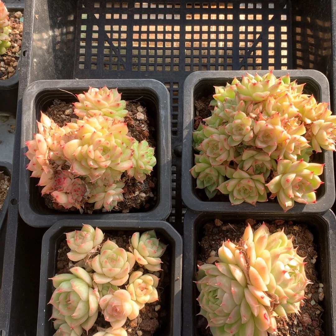 双十福利 4颗 1111-m01