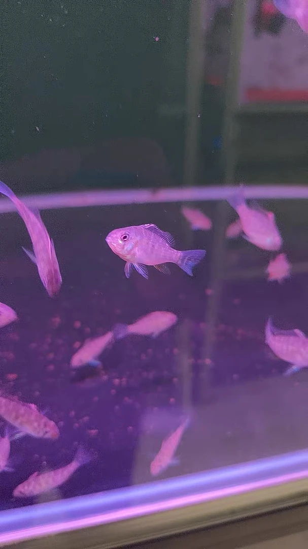 【稀有食土鲷】赤荔凤冠关刀鱼淡水鱼龙鱼配鱼