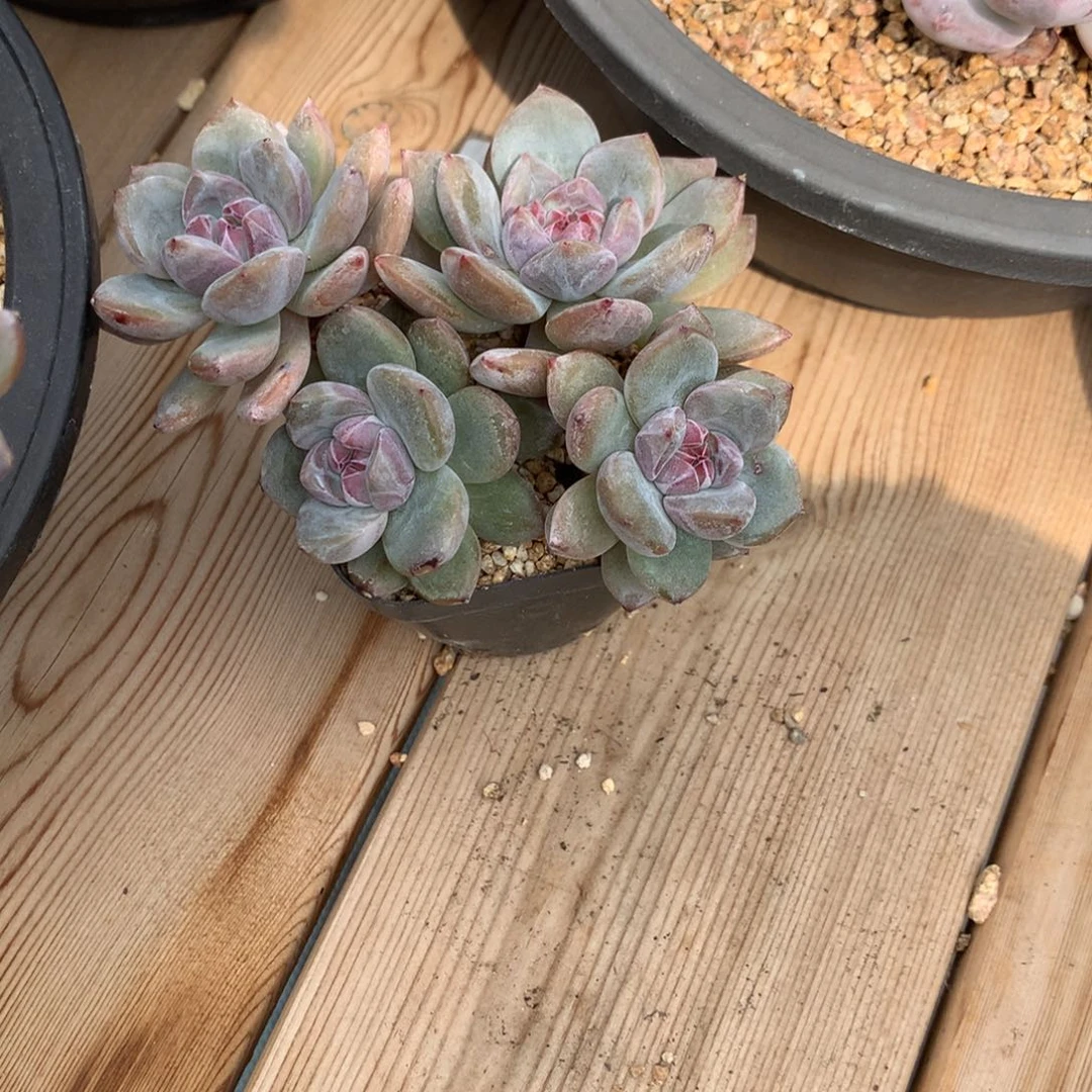 ╰***姐无名突尼斯发货多肉