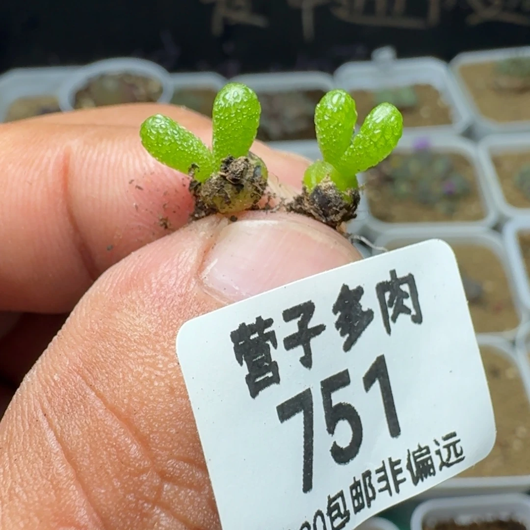 妖奇玉。
