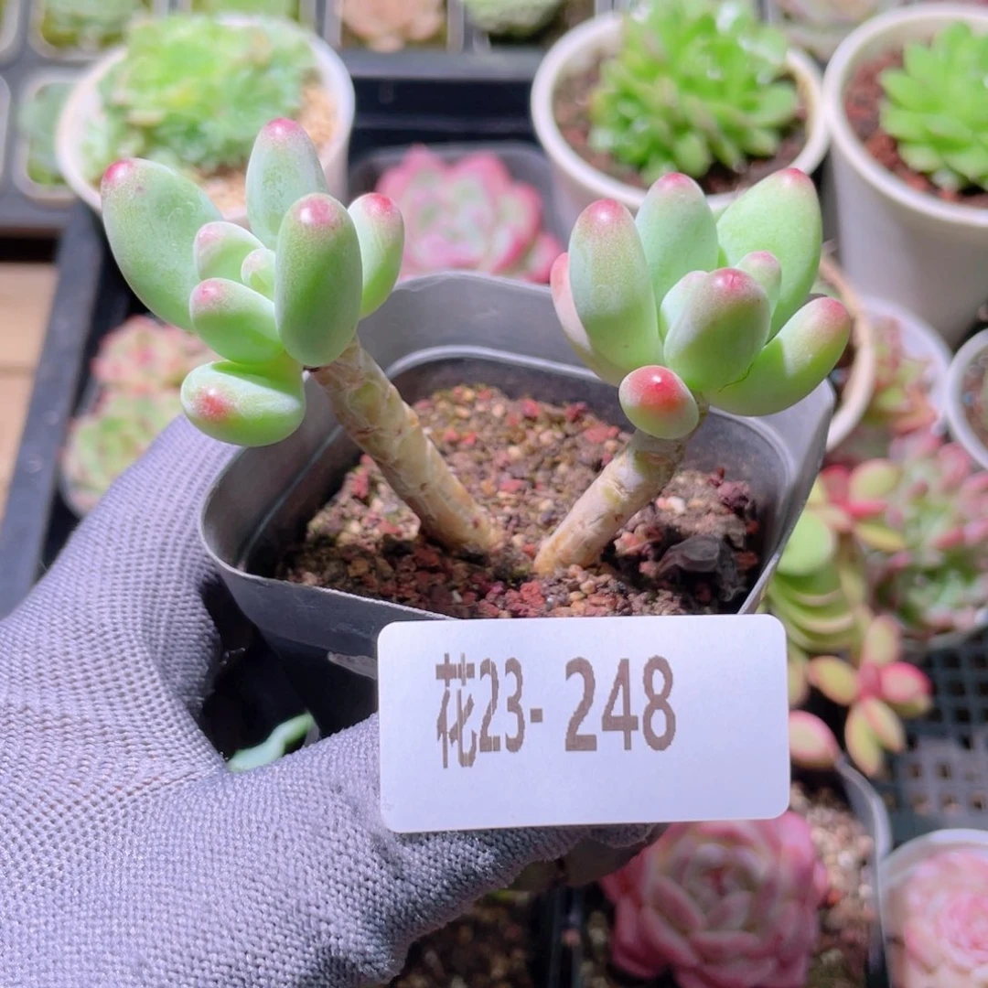 花利美23-248苹果奶