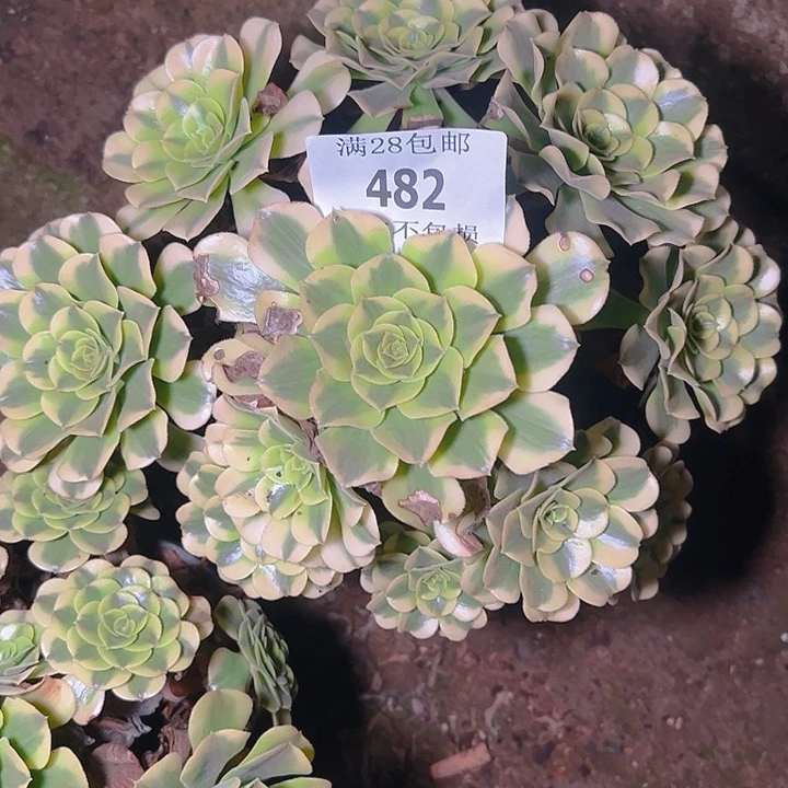 482绿豆沙多肉植物