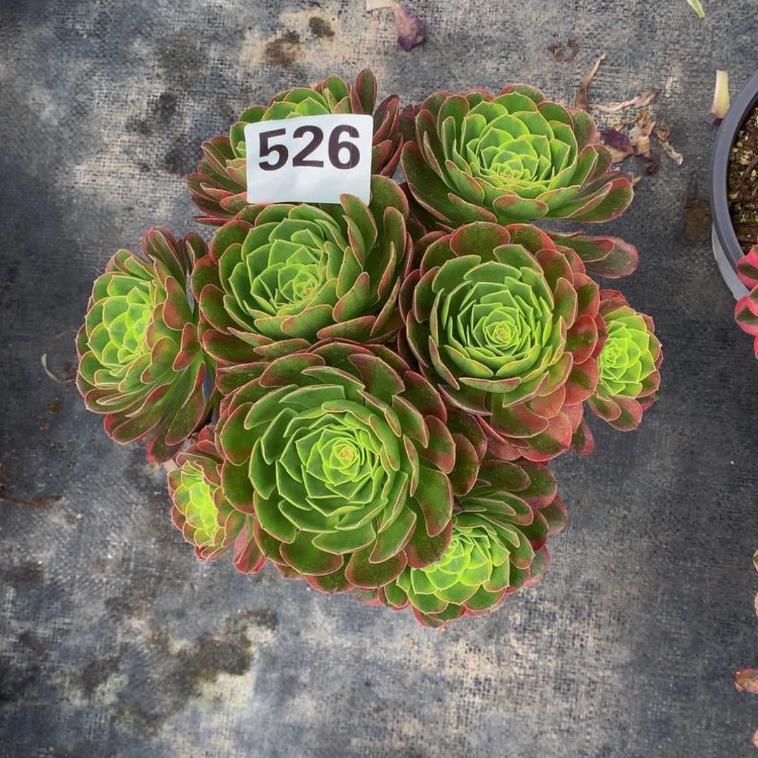 奶白锦526法师多肉