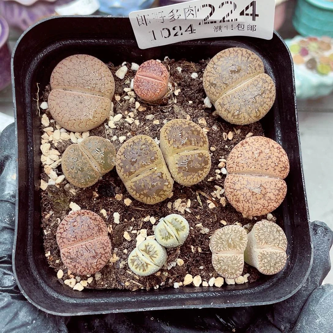 生石花满18包邮1024-224