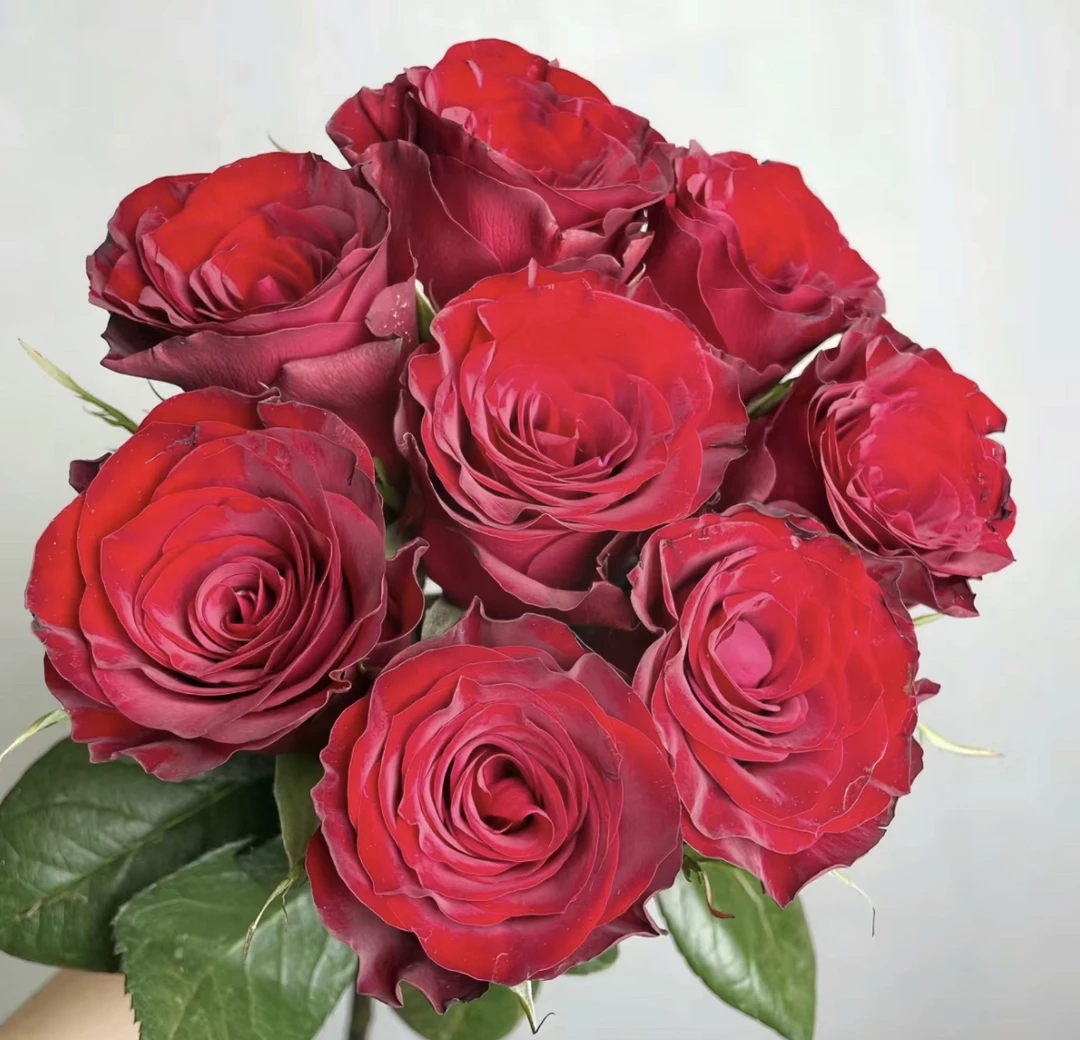 （曼）高原红15支➕5支防损鲜花任意满两单包邮