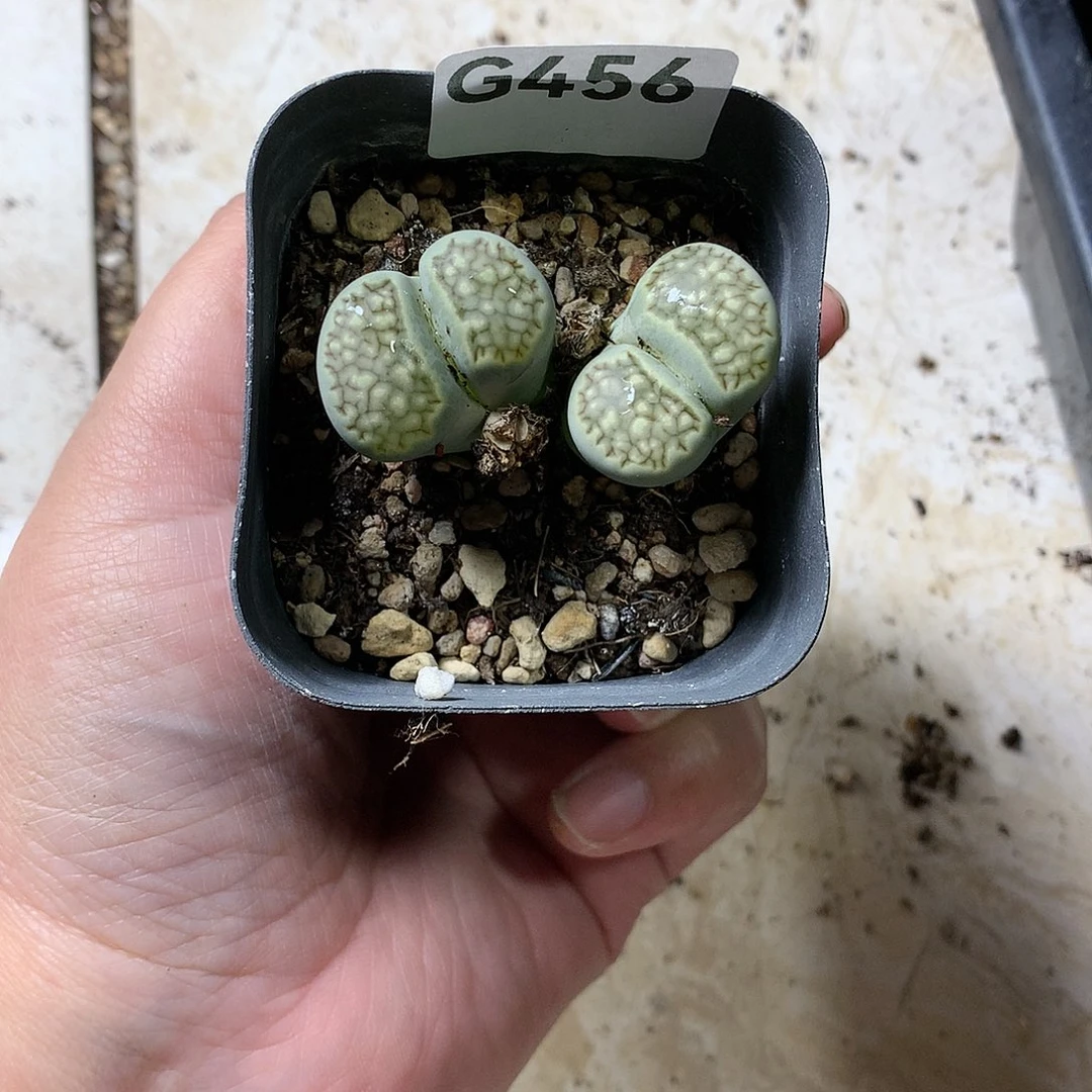 小*G456多肉植物保护