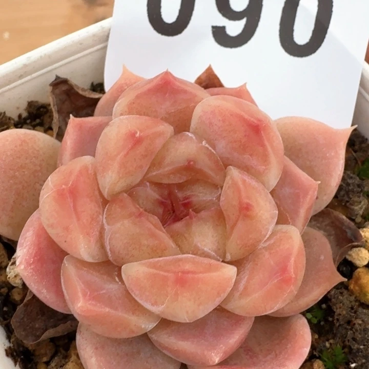 西瓜冰魄         多肉植物
