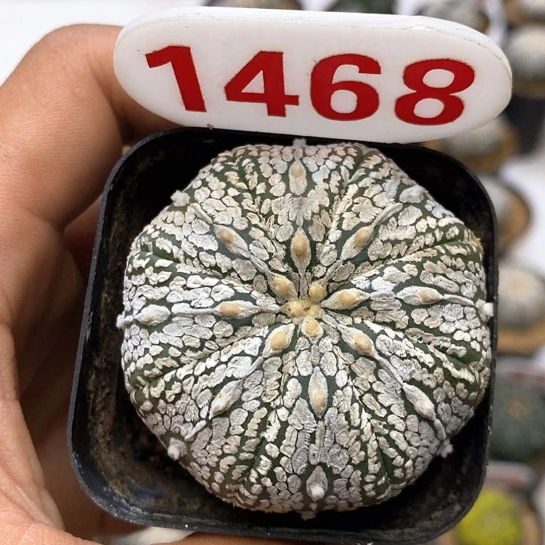 1468福利特价咯啦了活动