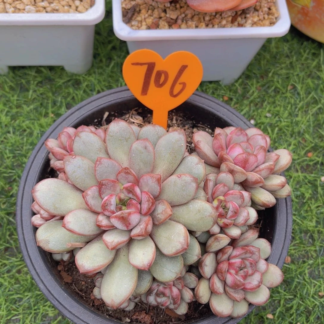 ❤️****706号多肉植物一物一拍