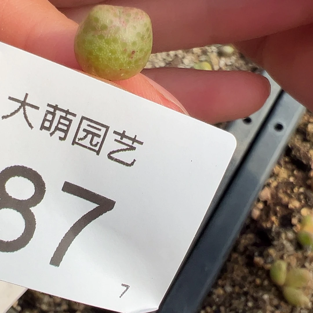 000087量拍1425.962红头斑马单头1颗