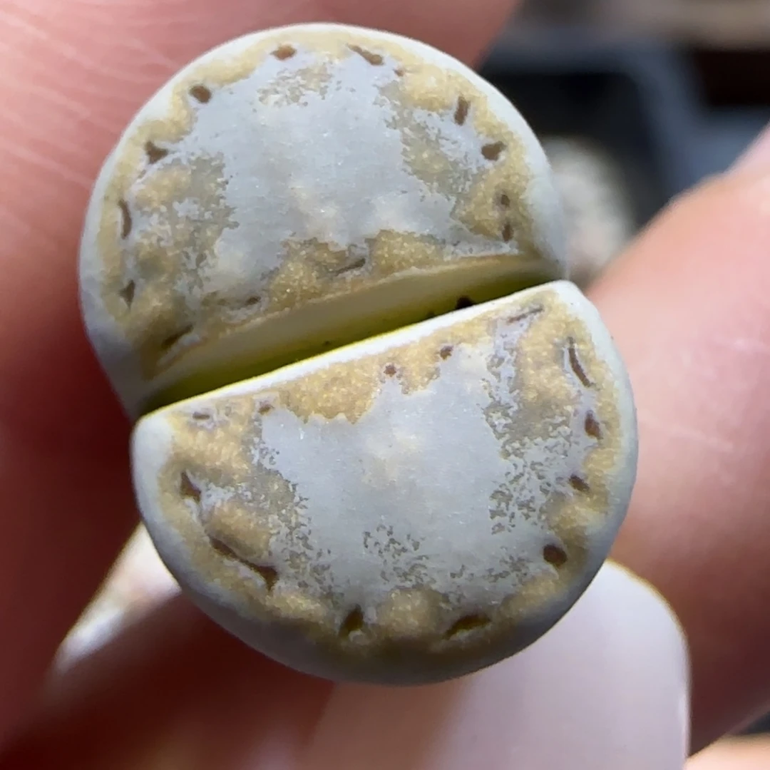 7.16。   216。   9044