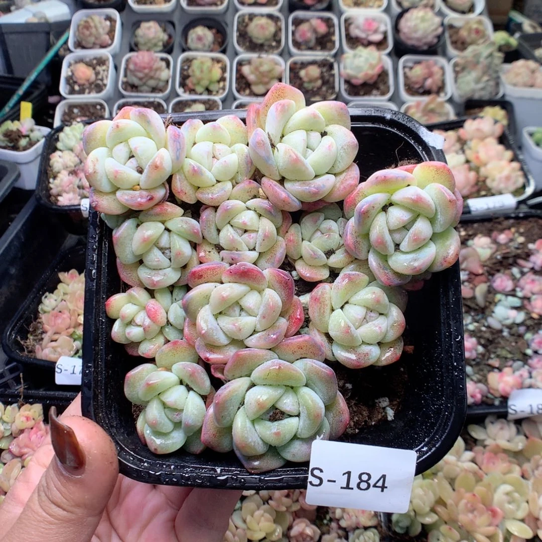 无花朵S184月英语英语
