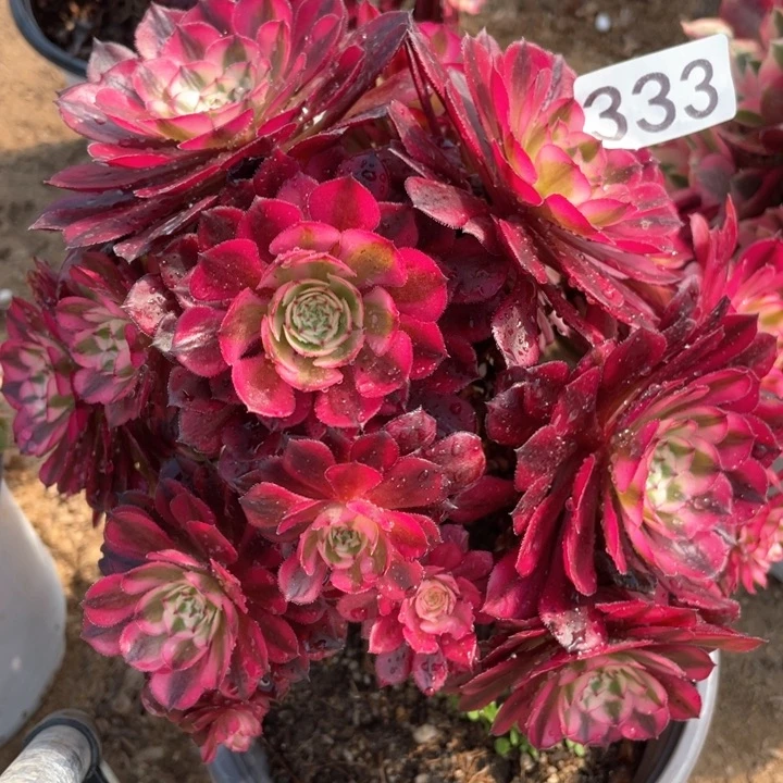 333多肉植物红铜白