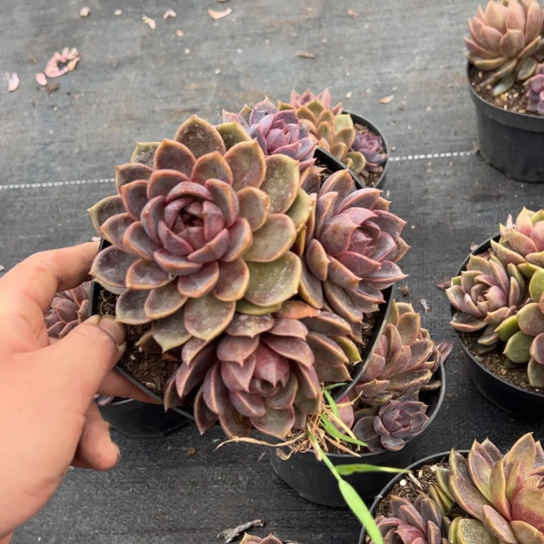 巧克力慕斯三头老桩