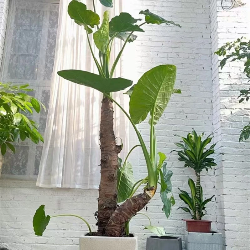 大叶滴水观音盆栽 客厅四季常青景观叶花卉室内植物