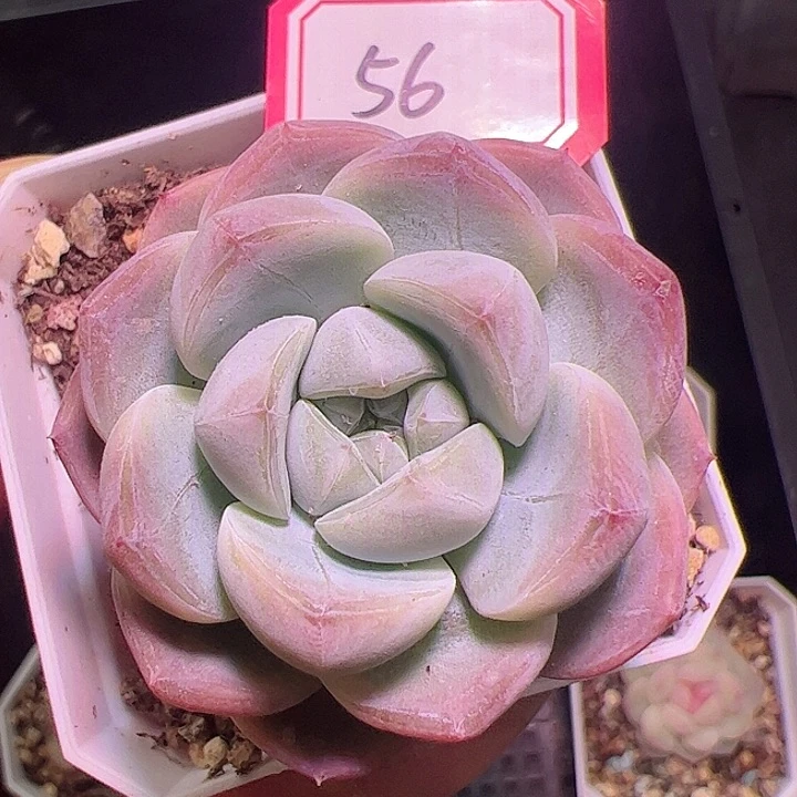 优选刚毅多肉植物单头