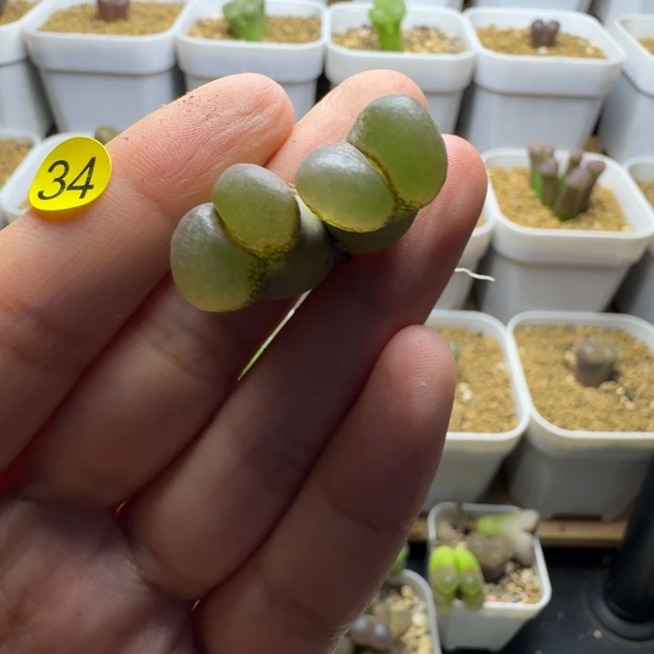 34........多肉........