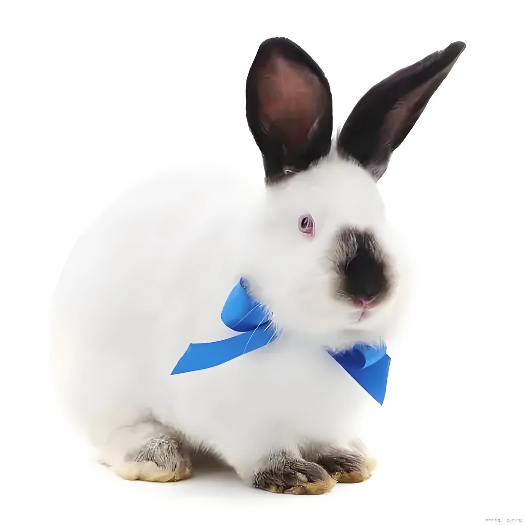 伊拉肉兔肉兔可长十几斤（2只装）包邮包活到家改价链接！