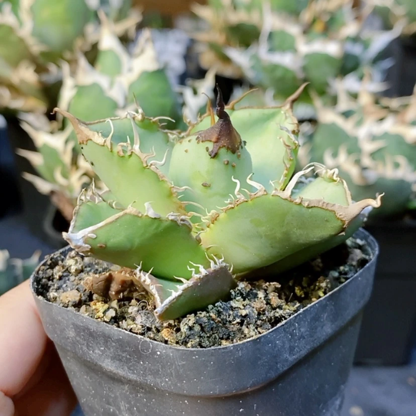 【闪购商品】c****6组培星空